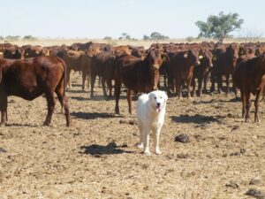 A Maremma sheepdog guarding her cattle in Queensland. Linda van Bommel, Author provided