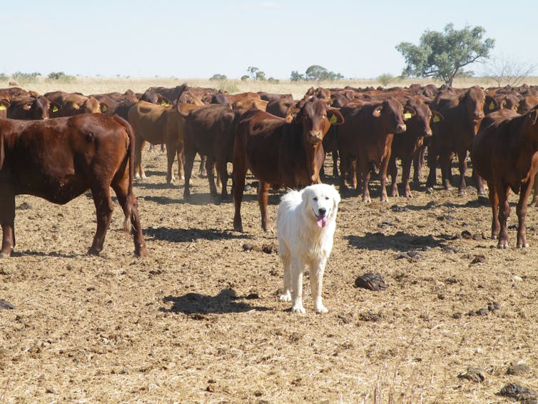 A Maremma sheepdog guarding her cattle in Queensland. Linda van Bommel, Author provided