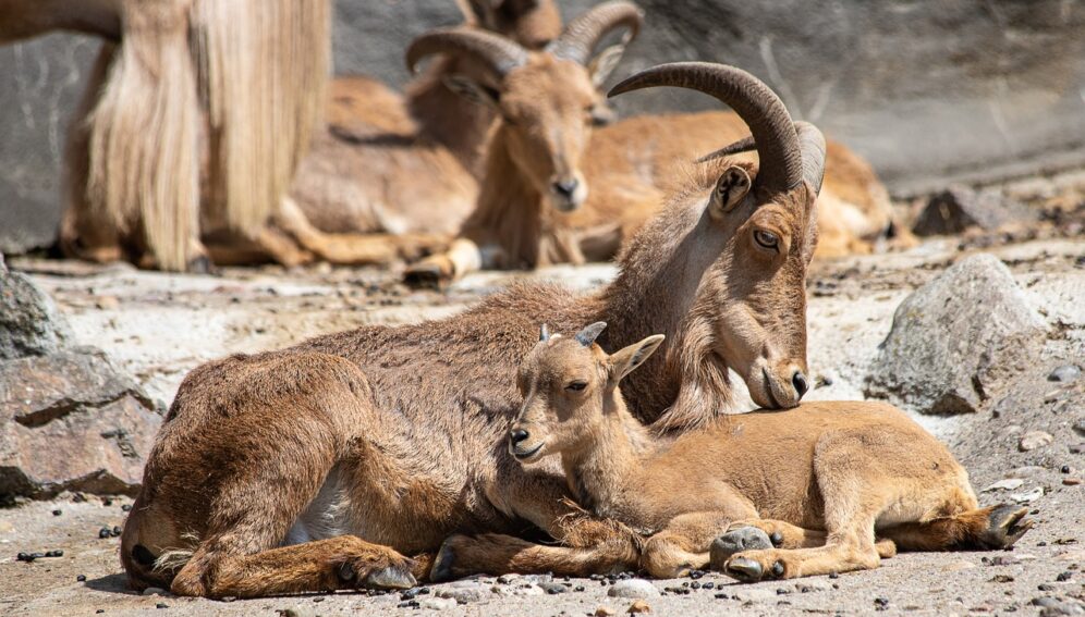 Peste des petits ruminants represents a threat to the economy and food security of rural families. Image credit: minka2507 from Pixabay