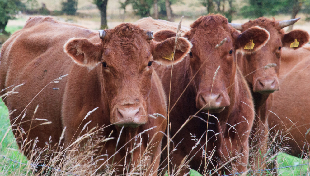 Scientists warn that animals like such as cows and chickens may not receive appropriate food, water and resources Copyright: Caroline, (CC BY-NC-ND 2.0)